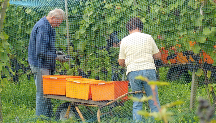 Des arbres entre les vignes pour s’adapter au réchauffement climatique