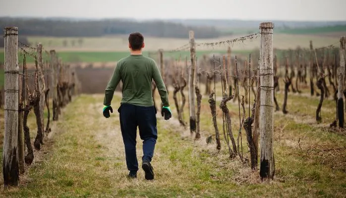 Liquidation judiciaire de la coopérative et droit du viticulteur adhérent