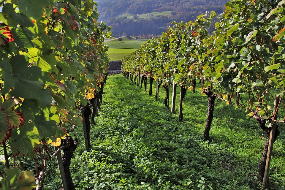 Entre Béziers et la mer, des vignerons à la recherche de terres